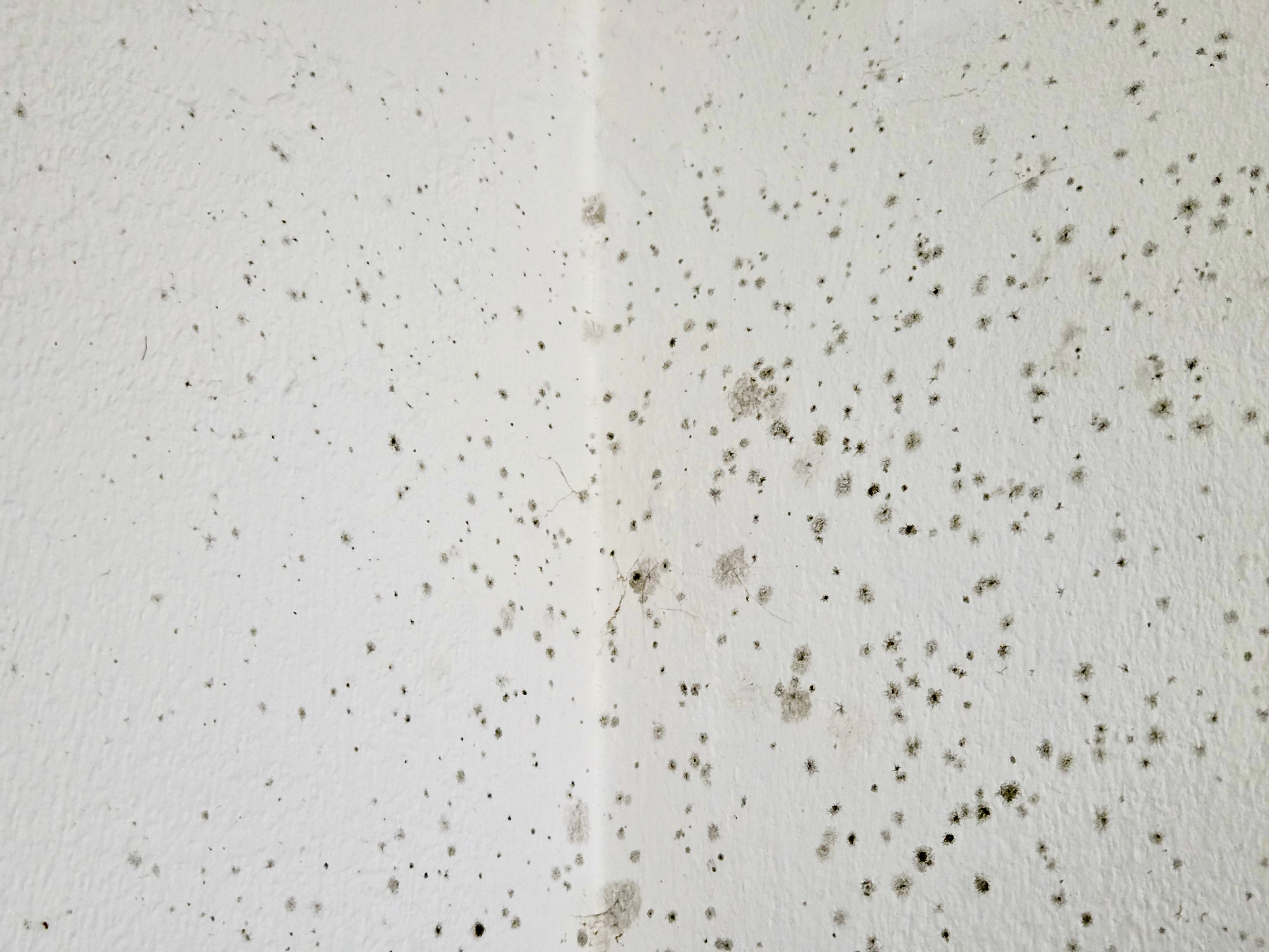 Зима в Ізраїлі: чому з’являється пліснява у квартирі