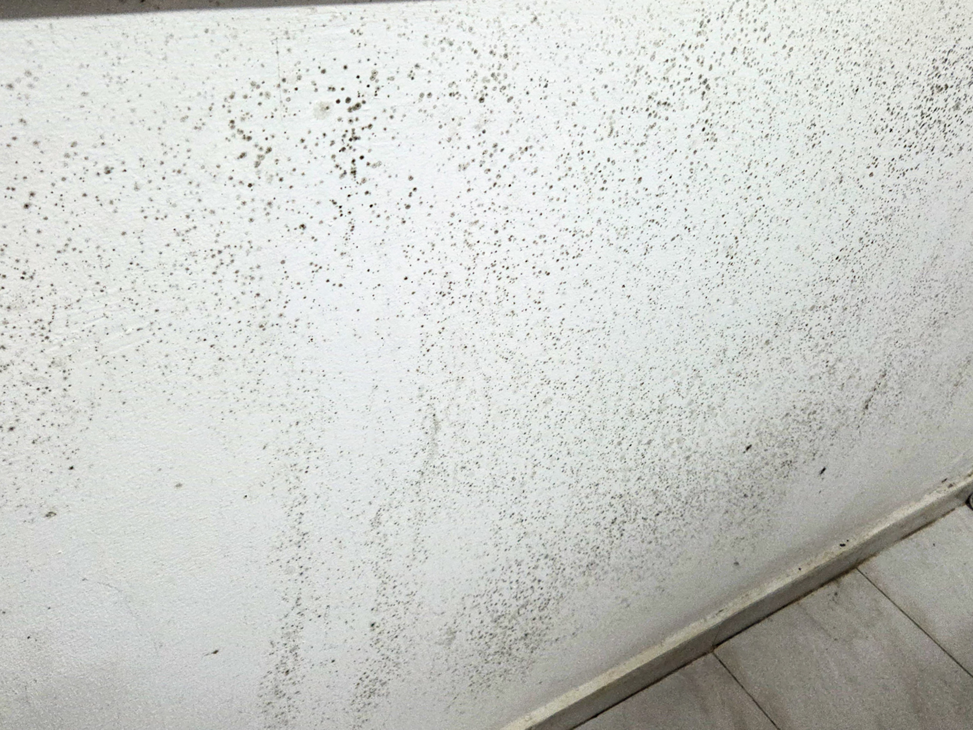 Пліснява на стіні